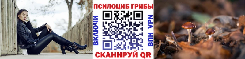 Псилоцибиновые грибы Psilocybe  где купить   Моршанск 